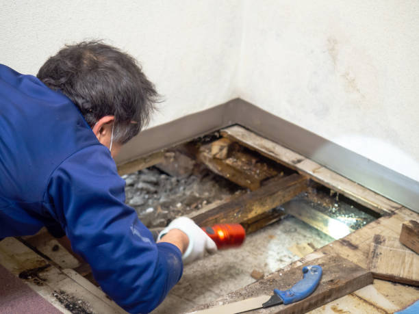 Best Mold Removal Near Me  in Moorhead, MS
