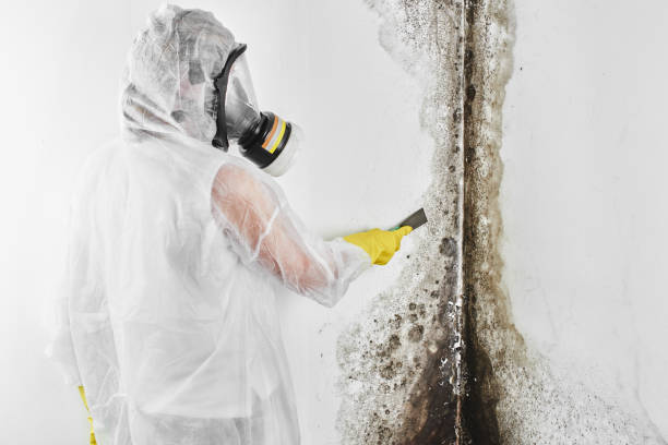 Moorhead, MS Mold Removal Company