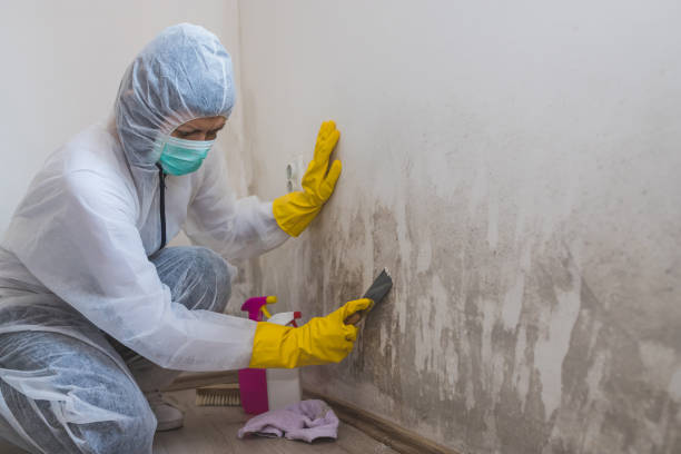 Best Attic Mold Removal  in Moorhead, MS