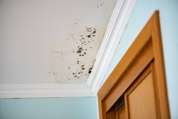 Best Residential Mold Removal  in Moorhead, MS