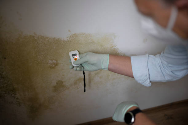 Best Mold Testing  in Moorhead, MS
