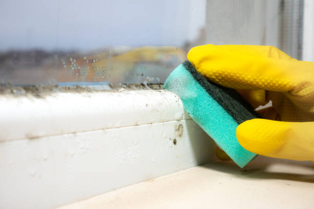 Mold Removal and Inspection in Moorhead, MS