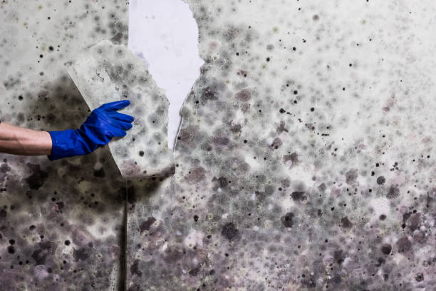 Certified Mold Removal in Moorhead, MS